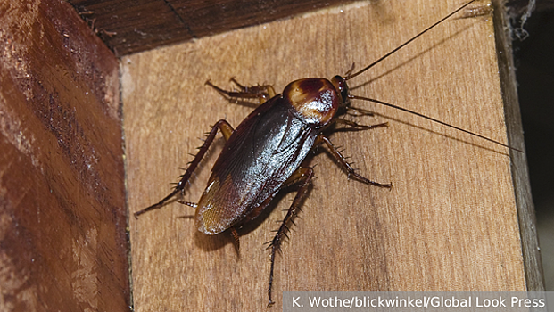 Дезинфектор Меньшиков назвал правила обработки вещей и чемоданов для защиты от тараканов и клопов в отпуске