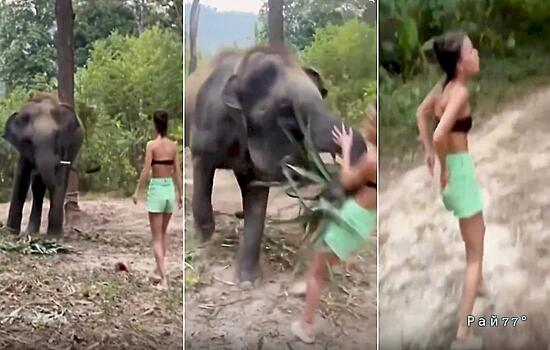 Слонёнок наказал наглую туристку, нарушившую границы его личного пространства: видео