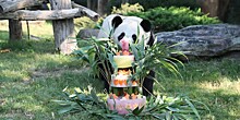 Первая родившаяся во Франции панда отправилась в Китай
