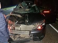 Водитель насмерть сбил лося в Борском округе
