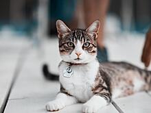 Самые знаменитые кошки