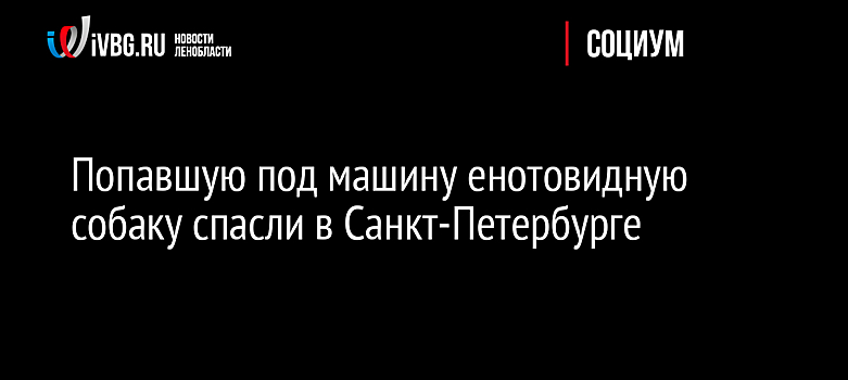 Попавшую под машину енотовидную собаку спасли в Санкт-Петербурге