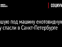 Попавшую под машину енотовидную собаку спасли в Санкт-Петербурге