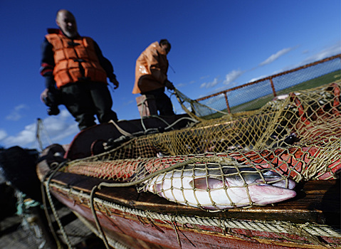 Россия может расширить список поставщиков рыбы с Маврикия