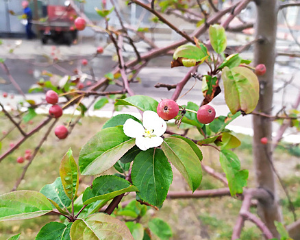 В Челябинской области после снегопада зацвели яблони
