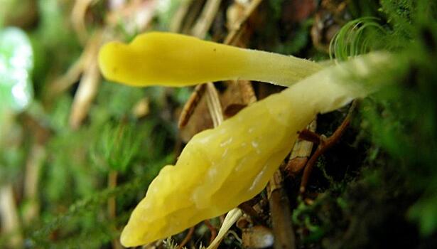 На хабаровских островах нашли сумчатые и «бродячие» грибы