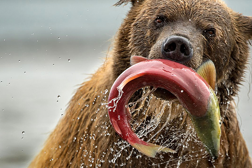 Чтобы набрать вес до зимней спячки, курильскому медведю необходимо съедать до 40 лососей в день. Этот бурый медведь удачно порыбачил в Курильском озере