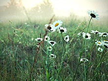 Нижегородский эколог назвал перегибом смену названий растений из-за расизма