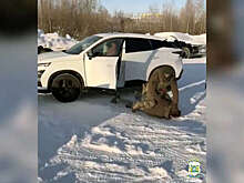 В Югре задержали кредитора, жестоко избившего должника