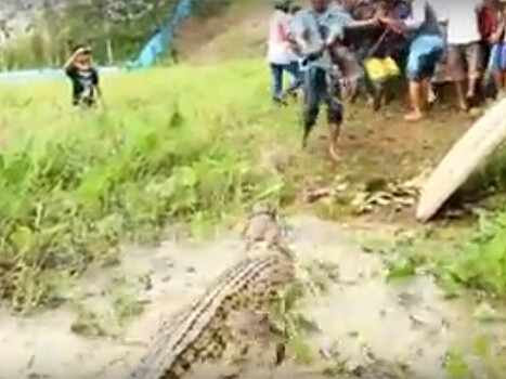 В Индонезии фермеры устроили крокодиловую бойню, убив почти 300 рептилий (ВИДЕО)