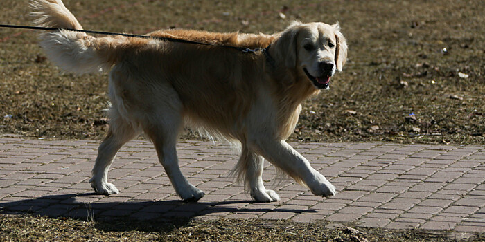 В Китае верный пес пять лет ждет умершего хозяина