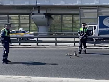 Инспекторы ДПС перекрыли движение на севере Москвы из-за необычных пешеходов