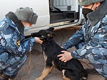 Саратовские овчарки уехали охранять зеков в Чувашию и Дагестан