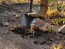Жительница Кубани заявила о пропаже соседки. Чтобы найти ее, пришлось перекопать двор