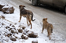Законопроект об усыплении бродячих собак взбудоражил депутатов и зоозащитников