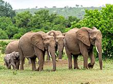 Слоны затоптали шесть человек