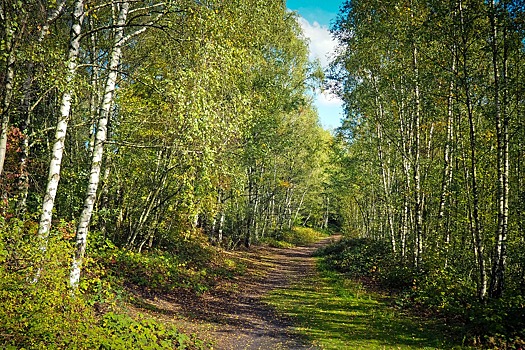 В Омске в новом году благоустроят Восточную рощу