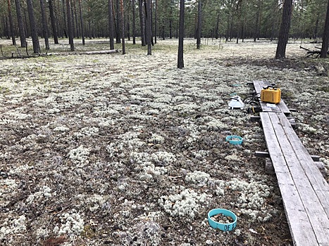 Напочвенный покров повлиял на выбросы углекислого газа из почвы сибирских лесов