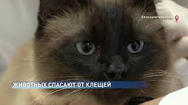 На Дону сегодня активно защищают животных от клещей