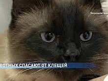 На Дону сегодня активно защищают животных от клещей