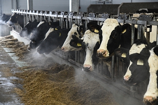 Аграрии Волгоградской области с помощью гранта с нуля создают хозяйства