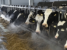 Аграрии Волгоградской области с помощью гранта с нуля создают хозяйства