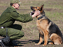 В Минобороны оценили шансы российских кинологов на Арми-2018