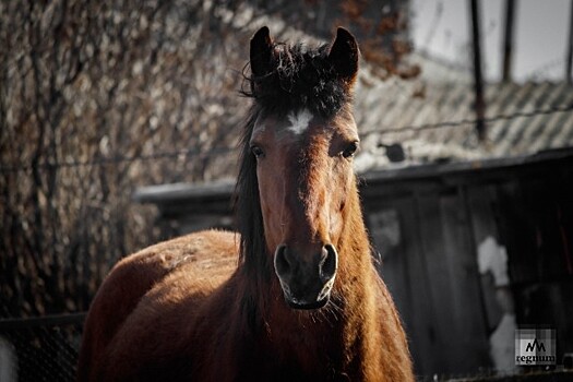 В Ярославской области хотят развивать мясное коневодство и охоту на лошадях