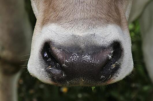 Молочный гигант Fonterra начинает испытания по кормлению коров аспарагопсисом – водорослями