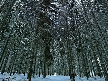 Бойцы Росгвардии освободили в Омске девочку, взятую в заложники