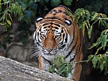 В России могут разрешить добычу краснокнижных животных