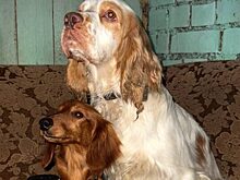 Псковскую чиновницу уволили после издевательства над собаками