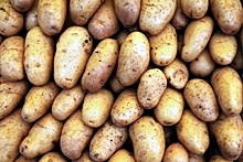 Картошка из пробирки: Ленобласти предлагают клонированные клубни