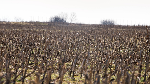 Агроном рассказал о последствиях возможного нашествия саранчи