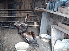 Угроза жизни: покрытых нефтепродуктами лебедей нашли в Удмуртии