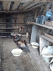 Угроза жизни: покрытых нефтепродуктами лебедей нашли в Удмуртии