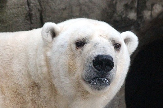 Николай Дроздов предрек вымирание белых медведей
