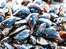 Донской ИП продлил срок «жизни» копченым мидиям почти н месяц