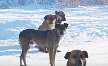 Дикие собаки нападают на детей в Пашино