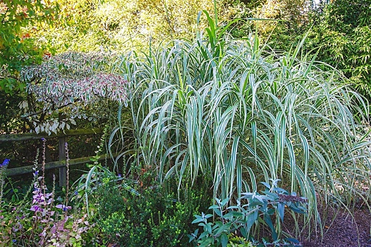 7 декоративных злаков, за которыми нужен глаз да глаз