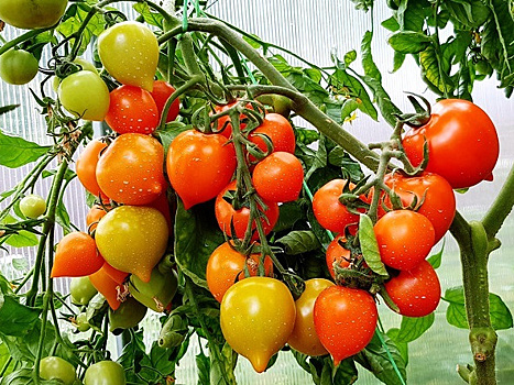 Формировала томат по-своему и получила урожай в 4 раза больше обещанного производителем!