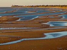 Азовское море отступило на сотни метров. Берег в Приморско-Ахтарске усыпан трупами медуз
