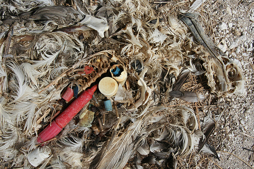 Останки птенца темноспинного (лайсанского) альбатроса, которому родители скармливали пластик; птенец не мог вывести его из организма, что привело к смерти от голода или от удушья