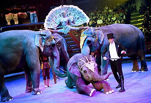 В столице Ингушетии запретили цирки с животными