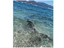 В Цемесской бухте Новороссийска вновь зафиксирован выброс мазута в море