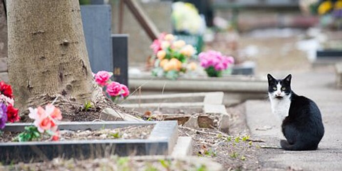 Места под дополнительные 8 тысяч захоронений обустроят на Бутовском кладбище