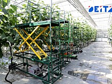 Суражевские теплицы ушли в частные руки за 85 миллионов рублей