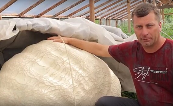 Житель Соль-Илецка вырастил гигантскую тыкву из Мексики весом 320 кг