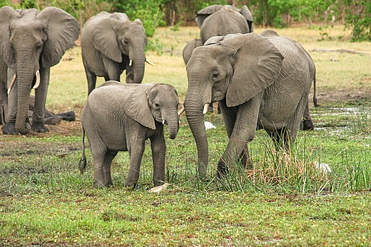 В Кении убили известного борца, спасавшего жизни слонам и носорогам