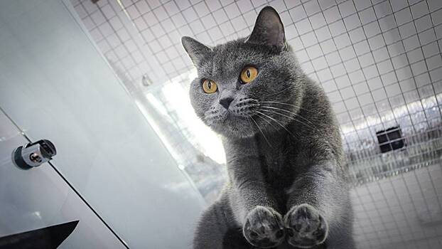 Московские ветеринары спасли жизнь проглотившей две иголки кошке Дусе